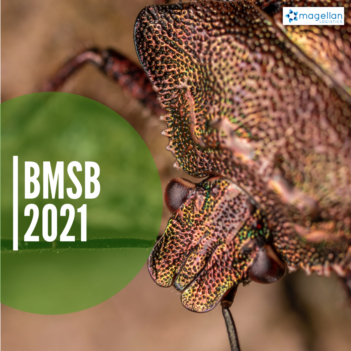 Brown Marmorated Stink Bugs 2021