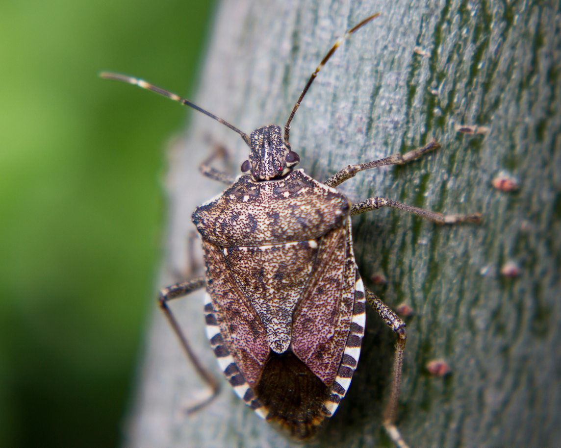 Brown Marmorated Stink Bug (BMSB) seasonal measure for 2019/20 have been announced.