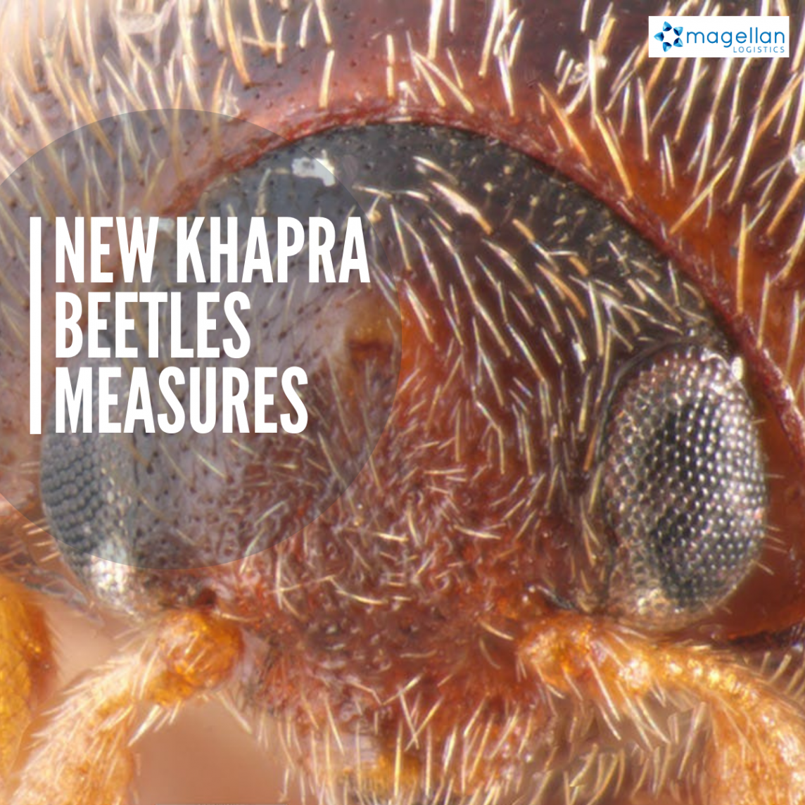 Khapra Beetles
