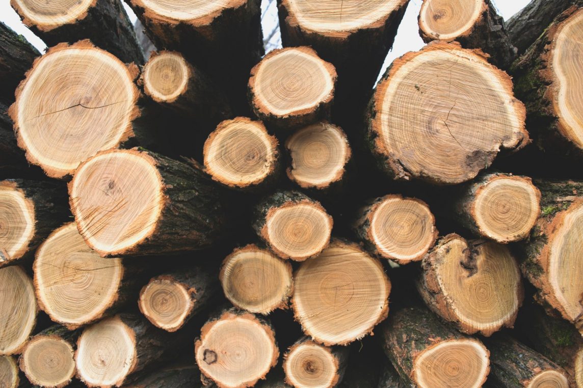 Illegal Logging – Back on the Agenda
