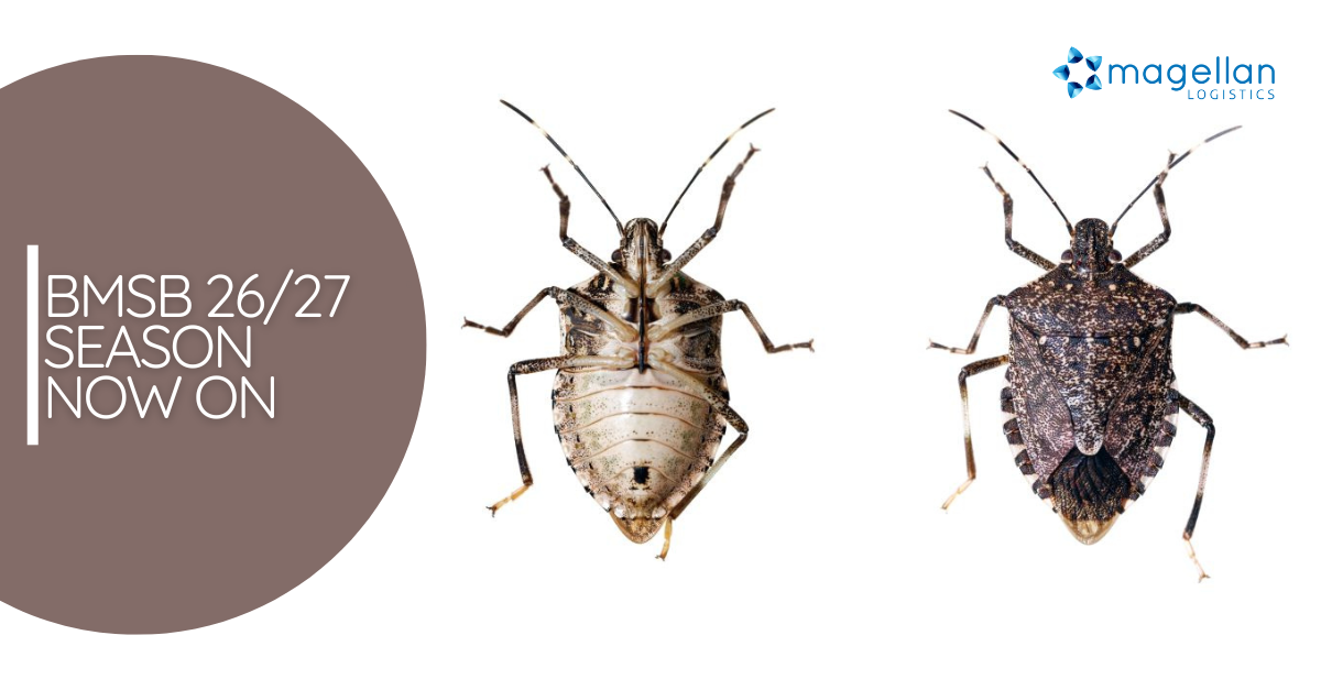 Brown Marmorated Stink Bugs: close up images of stink bugs from above and below to allow for identification.